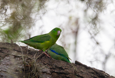 <i class='fa fa-user'></i> charlysax |   Gebrilde Muspapegaai  <i class='fa fa-eye'> 181</i>   <i class='fa fa-comment-o'> 0</i>