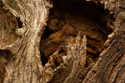 <i class='fa fa-user'></i> Marco Simonis |   Winterkoning  <i class='fa fa-eye'> 371</i>  <i class='fa fa-thumbs-up'> 11</i>   <i class='fa fa-comment-o'> 9</i>