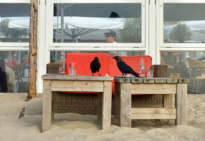 <i class='fa fa-user'></i> hansgans |   Zwarte Kraai  <i class='fa fa-eye'> 182</i>  <i class='fa fa-thumbs-up'> 4</i>   <i class='fa fa-comment-o'> 13</i>