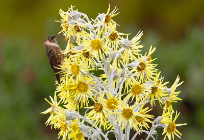 <i class='fa fa-user'></i> charlysax |   Purperbaardhelmkolibrie  <i class='fa fa-eye'> 179</i>  <i class='fa fa-thumbs-up'> 4</i>   <i class='fa fa-comment-o'> 5</i>