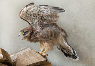 <i class='fa fa-user'></i> vanmarle |   Torenvalk  <i class='fa fa-eye'> 343</i>  <i class='fa fa-thumbs-up'> 15</i>   <i class='fa fa-comment-o'> 9</i>