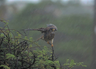 Ik zie regelmatig deze fraaie roofvogels, maar niet in een tropische hoosbui, arme beest werd heen en weer geslingerd op zijn tak, en kijk eens naar dat natte verenpak. Maar misschien vond ie een bui wel lekker want op Aruba is het meestal heet en droog.