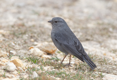 <i class='fa fa-user'></i> charlysax |   Loodkleurige Sierragors  <i class='fa fa-eye'> 195</i>  <i class='fa fa-thumbs-up'> 2</i>   <i class='fa fa-comment-o'> 1</i>