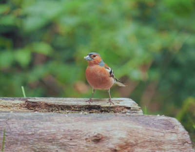 op de locatie waar ik o.a de mbs op foto wist te zetten zat even later in een pose deze vink zoals ik niet vaak tref en heb ook zonder twijfel deze foto gemaakt zoals ik de vink aan trof onder redelijke omstandigheden. de manier waarop ik m fotografeerden vind ik leuk en laat die graag hier zien.