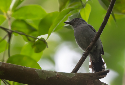 <i class='fa fa-user'></i> charlysax |   Amazonemierklauwier  <i class='fa fa-eye'> 123</i>   <i class='fa fa-comment-o'> 0</i>