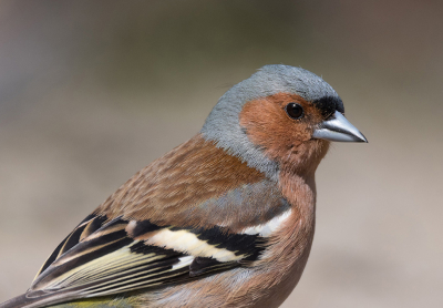 We hadden deze dag gehoopt de ijsvogel te treffen: dat ging helaas niet door. Wel veel andere vogels gezien en ook die hebben soms prachtige kleuren!