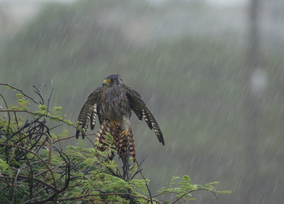 Tijdens een flinke tropische bui bleek er een Amerikaanse torenvalk in een struik te zitten, op zo'n 20 meter. Bijzonder want het regent niet vaak op Aruba en je ziet niet nog minder roofvogels in een hoosbui, met zo'n nat verenpak, en heen en weer geslingerd op een tak door de harde wind.