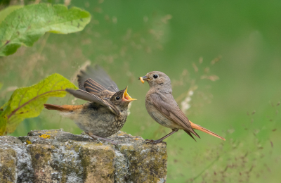 <i class='fa fa-user'></i> Truus Aletta Maan |   Gekraagde Roodstaart  <i class='fa fa-eye'> 2012</i>  <i class='fa fa-thumbs-up'> 32</i>   <i class='fa fa-comment-o'> 15</i>