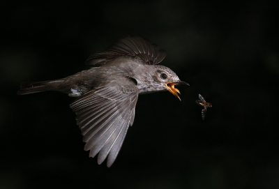 <i class='fa fa-user'></i> Gejo Wassink |   Grauwe Vliegenvanger  <i class='fa fa-eye'> 813</i>  <i class='fa fa-thumbs-up'> 58</i>   <i class='fa fa-comment-o'> 31</i>