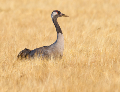 <i class='fa fa-user'></i> Jakob Keun |   Kraanvogel  <i class='fa fa-eye'> 340</i>  <i class='fa fa-thumbs-up'> 10</i>   <i class='fa fa-comment-o'> 6</i>