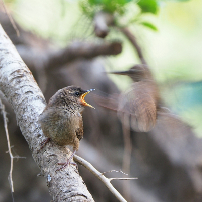 <i class='fa fa-user'></i> corvanspijk |   Winterkoning  <i class='fa fa-eye'> 222</i>  <i class='fa fa-thumbs-up'> 3</i>   <i class='fa fa-comment-o'> 8</i>