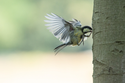 Met de erge hitte van afgelopen week ben ik me in de tuin van ons logeeradres ( huis van mijn zoon) op de koolmezen gaan focussen. Op de beuk wat vogelpindakaas gesmeerd, camera op statief. Eerst met de afstandsbediening , later met de hand. Ik vond het erg leuk om te doen maar het valt nog niet mee...