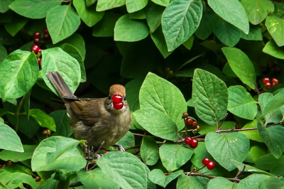 <i class='fa fa-user'></i> jacolienl |   Zwartkop  <i class='fa fa-eye'> 246</i>  <i class='fa fa-thumbs-up'> 1</i>   <i class='fa fa-comment-o'> 5</i>