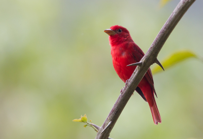 <i class='fa fa-user'></i> charlysax |   Zomertangare  <i class='fa fa-eye'> 155</i>  <i class='fa fa-thumbs-up'> 7</i>   <i class='fa fa-comment-o'> 5</i>