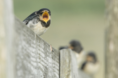 <i class='fa fa-user'></i> christina |   Boerenzwaluw  <i class='fa fa-eye'> 187</i>  <i class='fa fa-thumbs-up'> 1</i>   <i class='fa fa-comment-o'> 8</i>