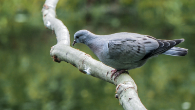 op een tak waar eerst een ijsvogel heeft gezeten kwam ook onverwacht voor mij de holenduif een kijkje nemen. omdat ik die nog niet had heb ik fotos er van gemaakt onder redelijke omstandigheden wel een heel zachte ondergrond.