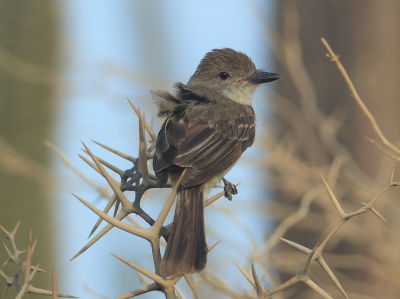 Vlak na zonsopkomst was ik al op pad (rond0700) omdat er dan de meeste kans is op vogelactiviteit en het licht nog niet zo fel is. Op 1 van mijn favoriete observatieplekken zag ik dit fraaie jonge exemplaar, de fragiliteit ervan, in combinatie met de ogenschijnlijk levensgrote stekels van de struik vind ik fascinerend, vandaar deze upload.