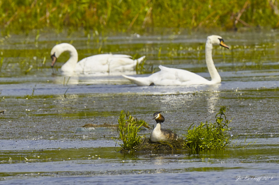 Sony A7R3    200-600mm op 600mm genomen op statief
Fuut met zwanen