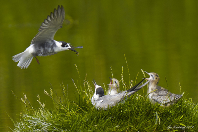 Zwarte Stern met voedsel in de snavel voor de kleine stern in aanvlucht op het nest