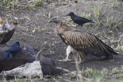 <i class='fa fa-user'></i> Gerard Visser |   Himalayagier  <i class='fa fa-eye'> 261</i>  <i class='fa fa-thumbs-up'> 4</i>   <i class='fa fa-comment-o'> 7</i>