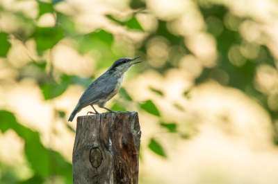 Een tegenlicht situatie, gefilterd door wat jonge boompjes. De bek open vanwege de hitte, ik had overal bakjes met water neergezet voor de vogels.