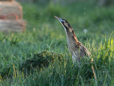 <i class='fa fa-user'></i> Jan P |   Roerdomp  <i class='fa fa-eye'> 301</i>  <i class='fa fa-thumbs-up'> 12</i>   <i class='fa fa-comment-o'> 11</i>