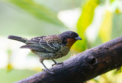 <i class='fa fa-user'></i> charlysax |   Roestkeeltangare  <i class='fa fa-eye'> 136</i>  <i class='fa fa-thumbs-up'> 5</i>   <i class='fa fa-comment-o'> 6</i>