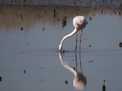 In een lagune bij Oristano op Sardinie lieten zich regelmatig Flamingo's van redelijk dichtbij fotograferen. Deze pose in het namiddag zonnetje vind ik wel een aparte.