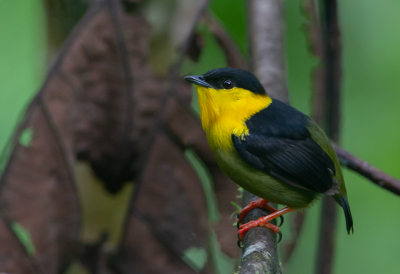 <i class='fa fa-user'></i> charlysax |   Goudkraagmanakin  <i class='fa fa-eye'> 143</i>  <i class='fa fa-thumbs-up'> 3</i>   <i class='fa fa-comment-o'> 1</i>