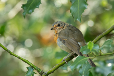 De laatste ochtend van de vakantie liep ik nog even een rondje. Af en toe stond ik stil en een van die keren keek ik naar rechts en daar zat deze roodborst. Ik heb juveniele in verschillende stadia gezien, geweldig vind ik dat, in mijn dagelijkse omgeving broeden de roodborsten niet. Kan voor een kerstkaart qua hulst en tegenlichtjes, alleen het kleed klopt dan niet