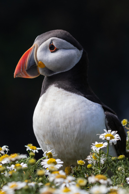 Het aantal papegaaiduikers met een bek vol vers gevangen vis viel wat tegen begin juli op Skomer Island, Wales. Daarvoor was ik een week of wat te laat.
Maar dit exemplaar stond m.i. wel heel mooi in het licht zo met de kamille op de voorgrond en de donkere rotsen in de schaduw op de achtergrond.