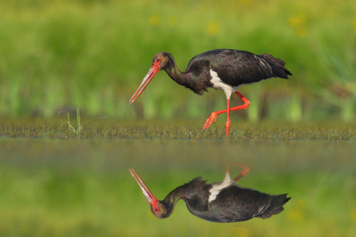 <i class='fa fa-user'></i> Johan G |   Zwarte Ooievaar  <i class='fa fa-eye'> 507</i>  <i class='fa fa-thumbs-up'> 28</i>   <i class='fa fa-comment-o'> 17</i>