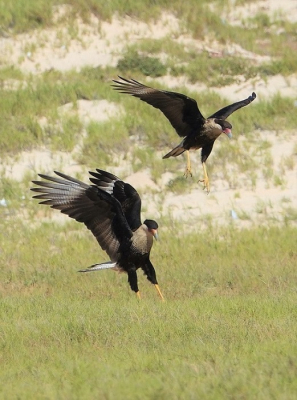 Vanuit een jeep zag ik in de verte deze twee karakteristieke roofvogels, we stopten en heuveltje na heuveltje kon ik op zo'n 30 meter komen, wat kolderieke pose, misschien om prooidieren op te jagen? Het was in ieder geval geen paringsritueel, wel komen de imposante vleugels mooi uit. Opvallend is de oranje-blauwe snavel.