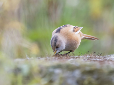 <i class='fa fa-user'></i> Bert Ooms |   Baardman  <i class='fa fa-eye'> 225</i>  <i class='fa fa-thumbs-up'> 2</i>   <i class='fa fa-comment-o'> 1</i>