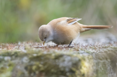 <i class='fa fa-user'></i> Bert Ooms |   Baardman  <i class='fa fa-eye'> 247</i>  <i class='fa fa-thumbs-up'> 11</i>   <i class='fa fa-comment-o'> 9</i>