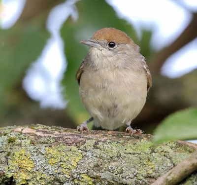 <i class='fa fa-user'></i> loek van de Leur |   Zwartkop  <i class='fa fa-eye'> 230</i>   <i class='fa fa-comment-o'> 3</i>
