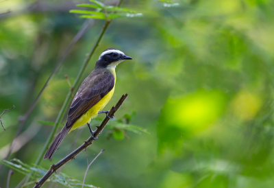 <i class='fa fa-user'></i> charlysax |   Roestvleugeltiran  <i class='fa fa-eye'> 161</i>  <i class='fa fa-thumbs-up'> 7</i>   <i class='fa fa-comment-o'> 6</i>