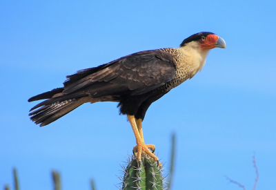 Tijdens mijn wekelijkse wandeling door het nationaal park Arikok op Aruba zag ik deze fraaie roofvogel op de top van een cactus zitten. Het lukte wat dichterbij te komen waardoor je zijn gekleurde snavel goed kunt zien, en het duidelijk is waarom ie kuifcaracara heet. Het is dezelfde vogel waarvan ik deze week een foto plaatste waarbij er twee in de duinen rondspringen, een totaal ander landschap, en mooi dichtbij.