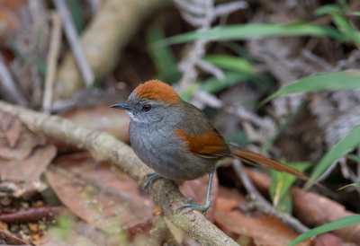 <i class='fa fa-user'></i> charlysax |   Azara's Stekelstaart  <i class='fa fa-eye'> 147</i>  <i class='fa fa-thumbs-up'> 2</i>   <i class='fa fa-comment-o'> 4</i>