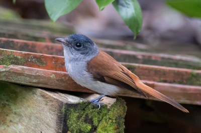 <i class='fa fa-user'></i> Paul van Giersbergen |   So-Tomparadijsmonarch  <i class='fa fa-eye'> 158</i>  <i class='fa fa-thumbs-up'> 1</i>   <i class='fa fa-comment-o'> 2</i>