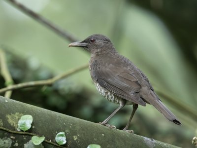 <i class='fa fa-user'></i> Paul van Giersbergen |   So-Tomlijster  <i class='fa fa-eye'> 139</i>   <i class='fa fa-comment-o'> 0</i>