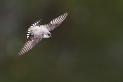 <i class='fa fa-user'></i> Hans Overduin |   Rotszwaluw  <i class='fa fa-eye'> 353</i>  <i class='fa fa-thumbs-up'> 23</i>   <i class='fa fa-comment-o'> 14</i>