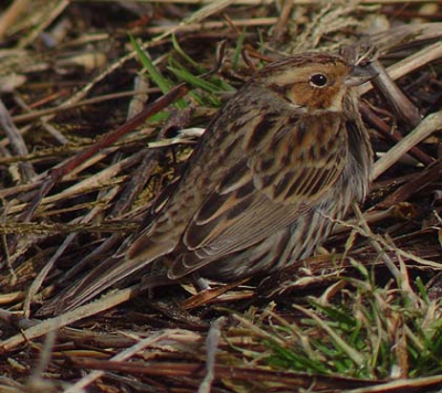 Gedigiscoopt op ca. 4 meter. Excuses: geen tussenstuk, slecht licht, bevroren handen, lege batterijen. Vogel bleef uurtje vrij fourageren op zelfde plek.