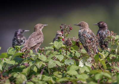 <i class='fa fa-user'></i> loek van de Leur |   Spreeuw  <i class='fa fa-eye'> 281</i>  <i class='fa fa-thumbs-up'> 3</i>   <i class='fa fa-comment-o'> 6</i>