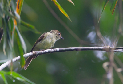 <i class='fa fa-user'></i> charlysax |   Bonte Looftiran  <i class='fa fa-eye'> 170</i>  <i class='fa fa-thumbs-up'> 1</i>   <i class='fa fa-comment-o'> 4</i>