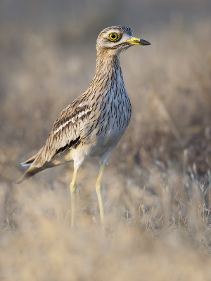 <i class='fa fa-user'></i> Luc Meert |   Griel  <i class='fa fa-eye'> 394</i>  <i class='fa fa-thumbs-up'> 12</i>   <i class='fa fa-comment-o'> 8</i>