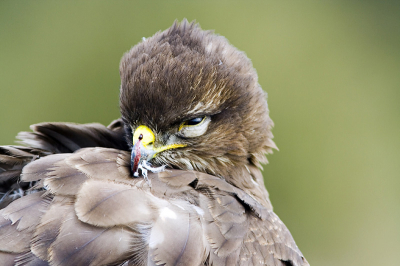 En op de duizend keer krijg je de kans om een buizerd bijna aan te kunnen raken zonder dat ie wegvliegt. Die kans kreeg ik afgelopen maandag en heb daar dankbaar gebruik van gemaakt. In de opwinding helaas vergeten om m'n 1.4 extender achter m'n 300mm prime weg te halen... jammer maar helaas zullen we maar zeggen.

Dit is trouwens geen crop!
