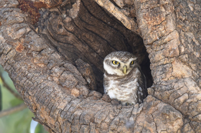 <i class='fa fa-user'></i> Gerard Visser |   Brahmaanse Steenuil  <i class='fa fa-eye'> 214</i>  <i class='fa fa-thumbs-up'> 9</i>   <i class='fa fa-comment-o'> 10</i>