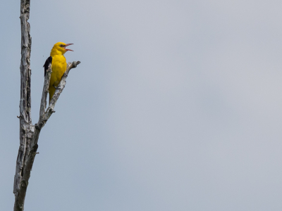 <i class='fa fa-user'></i> Ria Lambregts |   Wielewaal  <i class='fa fa-eye'> 374</i>  <i class='fa fa-thumbs-up'> 8</i>   <i class='fa fa-comment-o'> 12</i>