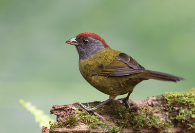 <i class='fa fa-user'></i> charlysax |   Olijfgroene Struikgors  <i class='fa fa-eye'> 174</i>  <i class='fa fa-thumbs-up'> 10</i>   <i class='fa fa-comment-o'> 10</i>